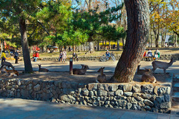 Нара - город в Японии "оккупированный" оленями / Всего в Наре проживает около 1200 оленей. Согласно местным преданиям, божество по имени Takemikazuchi прибыло в этот город верхом на белом олене, который был его защитником. С тех пор вот уже 13 столетий местные жители почитают оленей. До 1637 года убийство животного каралось смертной казнью, с тех пор и до настоящего времени больше не было зафиксировано ни одного подобного преступления.