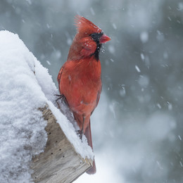 Зима-зима, Метёт-метёт........... / Northern Cardinal (male)