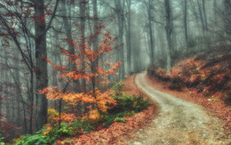 Осенними дорожками Кавказа... / Ноябрьский буковый лес в окрестностях Красной Поляны.