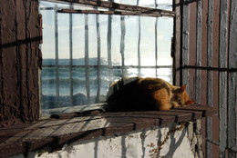 Кот осенним теплым днем лежит и греется на солнце / Сюрреализм