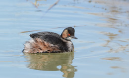 Превращение. / Черношейная поганка примеряет брачный наряд