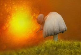 Приснился улитке чудеснейший сон... / ***