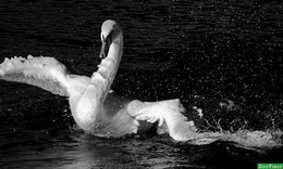 &nbsp; / В тёмных водах - лебедь белая