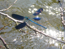 Взлетающая стрекоза / Берег озера, над водой.