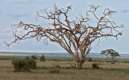 Руки-ветви / Засохшее дерево в национальном парке Амбосели