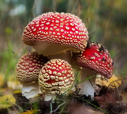 Семейка / Мухоморы - самые красивые грибы !