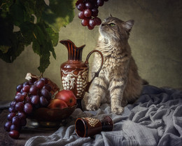 Хоть видит око, да зуб неймет / новое прочтение басни Крылова "Лиса и виноград"