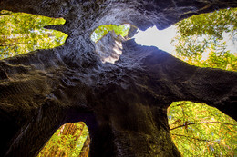 Внутри дерева / Секвойи - старейшие и высочайшие деревья на земле. Некоторым из них больше тысячи лет. Этот снимок из репортажа о реликтовом парке &quot;Red Wood&quot;, где растут секвойи.