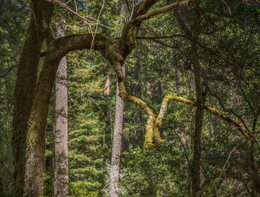 Деревянный поцелуй / Калифорния. Национальный парк с реликтовыми деревьями - секвойями. Которым больше тысячи лет!