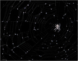 Созвездие паука / Ночь паук паутина