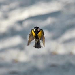 Весенние синички / ...