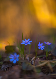 Поздравление! / Дорогие девушки и женщины поздравляю Вас с 8 мартом! Желаю нежности цветов и красочной любви! Цветёт печёночница в лесах Ленинградской области.