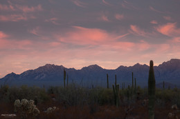 Долина кактусов [ #2 ] / Заповедник в Нью Мексико.
Organ Pipe Cactus National Monument, New Mexico
