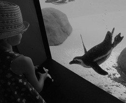 Сквозь стекло / девочка знакомит живого и игрушечного пингвинов