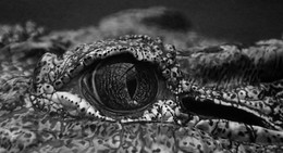 Око / Глаз Тотоши