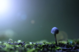 &nbsp; / Ein kleiner Pilz im Lichtrausch:)