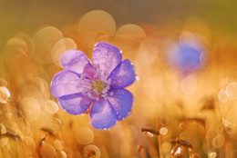 Весенний / ***