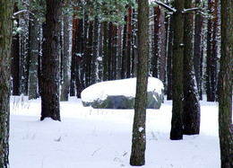 Лесной сюжет... / зимний лес