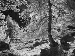 Лиственница на перевале в Доломитах осенью 2014 / Лиственница на перевале в Доломитах осенью 2014