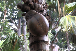 Ствол дерева / Королевский ботанический сад в Канди (Шри-Ланка)