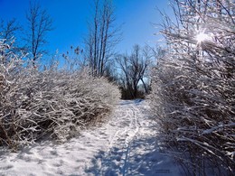 февральское утро / зима уходила красиво, но яркое солнце быстро растапливало последний снег