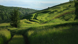 Дорожки Красногорья / Тульская область, Ефремовский район, урочище Красногорье