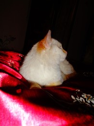 Мой кот &quot;Семеен&quot; / любимый мой котэ Сема Семен