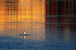 Мартовский не кот / \\\