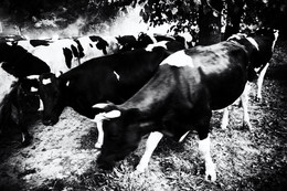 Коровы возвращаются на ферму вечером в Овсянниково летом 2014 / Коровы возвращаются на ферму вечером в Овсянниково летом 2013
