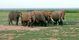 На ночлег / Семья африканских слонов в конце дня идет к месту отдыха