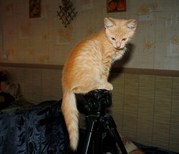 Мартовский не кот / Выбирает объект съёмки