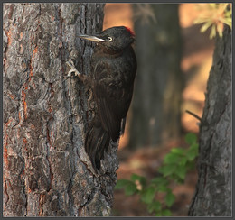 Утром в лесу / Желна (черный дятел), молодая самка. Очень скрытная и осторожная птица