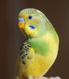 Кеша / Кеша -домашний попугайчик