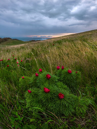 Непогода, или пионы-лохмачи. / Ставропольский край, на горе Стрижамент. Краснокнижные цветы, пион тонколистный.