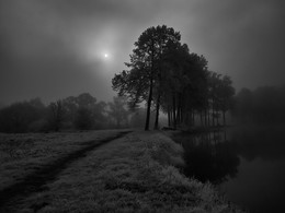 Солнце светит на липы у пруда в Середниково в тумане летом 2015 / Солнце светит на липы у пруда в Середниково в тумане летом 2015