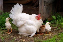 Не впервой / Курица высидела цыпляток у нас в деревне. Не впервой!!!
