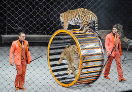 Не впервой / И каждый день на арене....