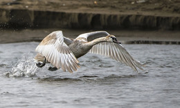 "... И ТРИ ....!" / Взлет молодого лебедя