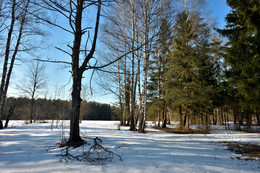 Приближение весны / Оживление природы