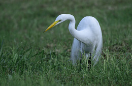 Great egret / Большая белая цапля