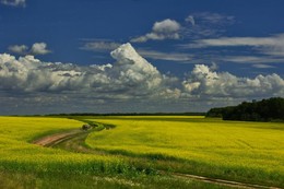 Рапсовое поле / Летний ясный день, цветет рапс, дорога,едет машина