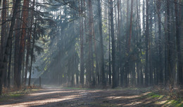 Утро в лесу / ***