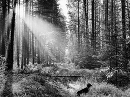 Собака Чед в лесу возле Любери на Рене летом 2015 / Собака Чед в лесу возле Любери на Рене летом 2015