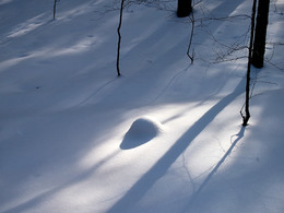 Свет и тень. / Зимой в лесу.