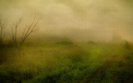 Туман / вечер в поле