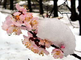 Весна идет — весне дорогу! / Неожиданный снегопад в апреле.