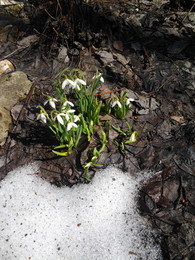 Весна идет — весне дорогу! / Первые весенние цветы - подснежники.