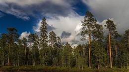 Придорожный пейзаж / Фото сделано по пути на Кольский полуостров на Мурманском шоссе.