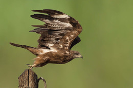 Отрыв / Чёрный коршун - хищная птица семейства ястребиных.