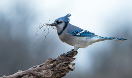 Nesting season / голубая сойка с материалом для постройки гнезда